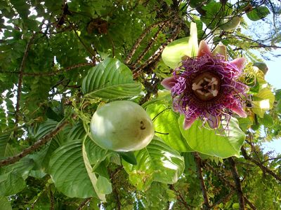 Passiflora quadrangularis