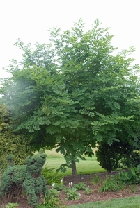 American yellowwood