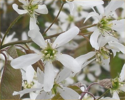 Amelanchier canadensis