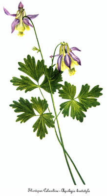 Aquilegia brevistyla