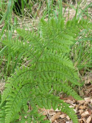 Dryopteris dilatata