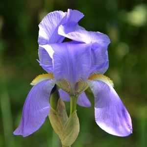 Dalmation Iris