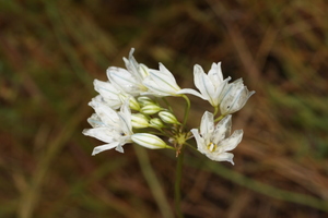 Hyacinth Brodiaea