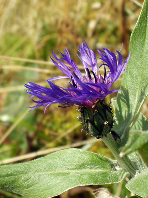 Centaurea montana