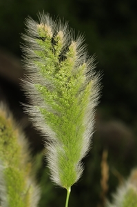 Annual Beardgrass