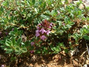 Wild Thyme