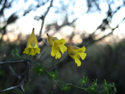 Tropaeolum brachyceras