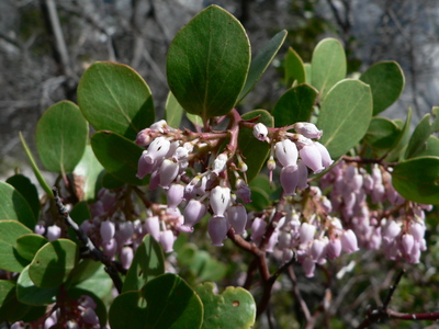 Arctostaphylos patula