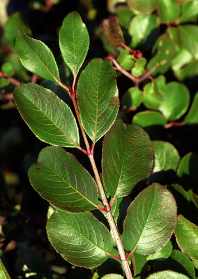 Viburnum rufidulum