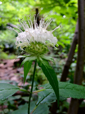 Monarda clinopodia