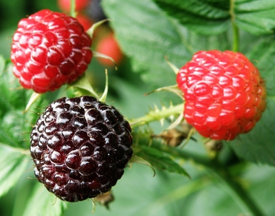 Rubus occidentalis