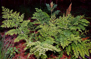 Royal Fern