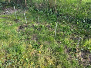 5x Comfrey Bocking 14 planted.