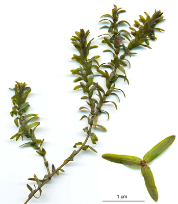 Elodea canadensis