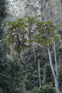 Native Tamarind