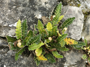 Scale Fern