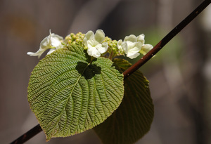 Hobbleberry