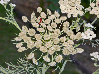 Seseli gummiferum