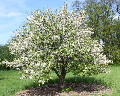 Malus prunifolia