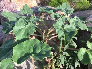 Devil's Claw - Probiscidea parviflora