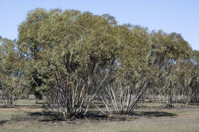 Eucalyptus dumosa