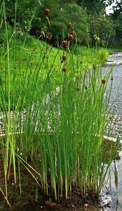 Typha minima