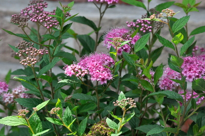 Spiraea japonica