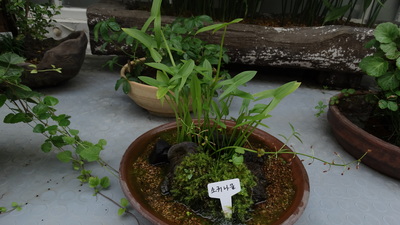 Sagittaria trifolia