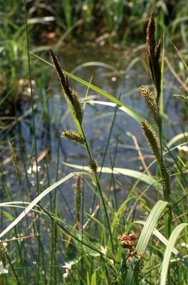 Carex riparia