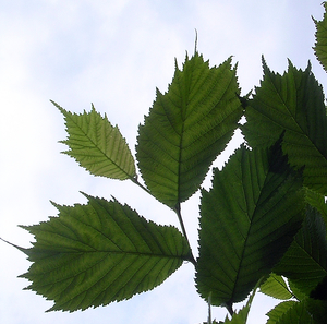 Ulmus laciniata