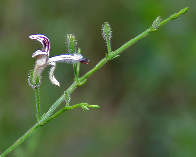 Andrographis paniculata