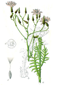 Perennial Lettuce