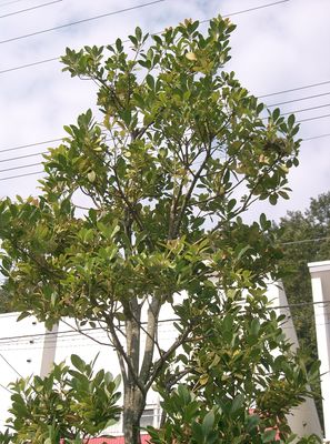 Ilex integra