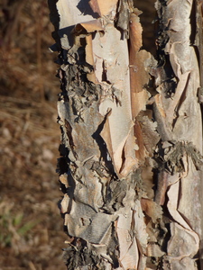 River Birch