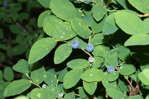 Black Huckleberry