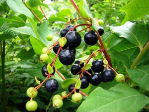 Caucasian Whortleberry