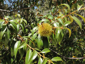 Golden Chinquapin