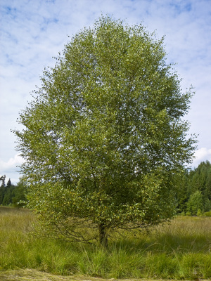 Betula pubescens