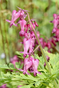 Dwarf bleeding heart