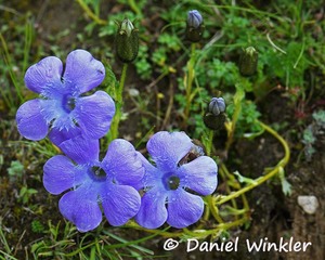 Trailing Bellflower