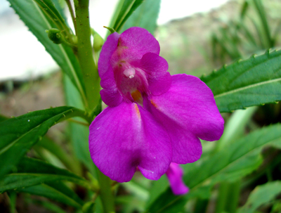 Impatiens balsamina