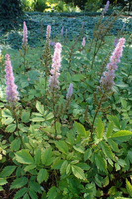 Astilbe chinensis