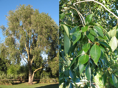 Populus simonii