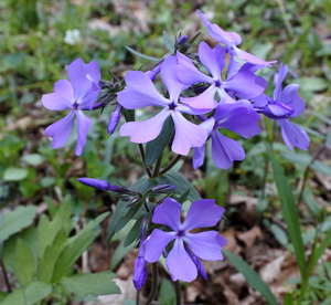 Wild blue phlox