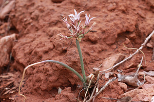 Largeflower Wild Onion