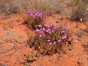 Calandrinia balonensis