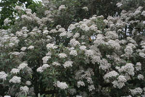 Olearia macrodonta