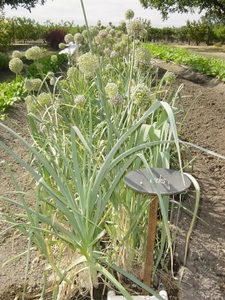 Allium porrum