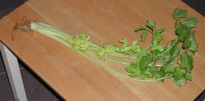 Leaf celery plant on a table