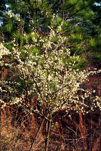 Black Sloe